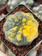 Variegated Gymnocalycium Ochoterenae Rare Cactus #943