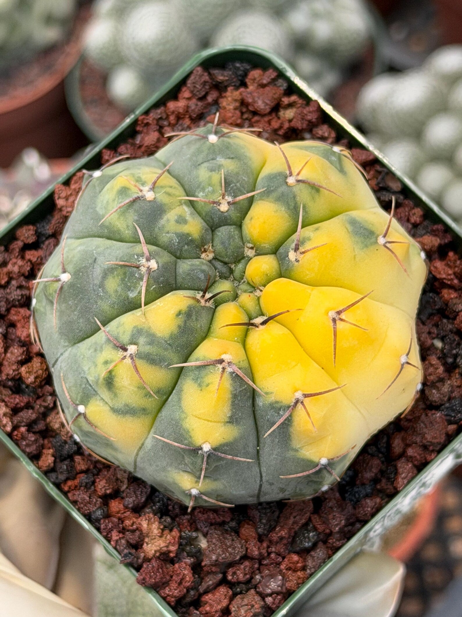 Variegated Gymnocalycium Ochoterenae Rare Cactus #943