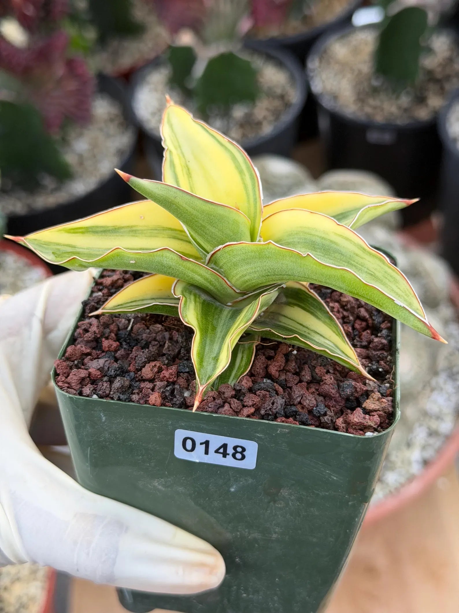 Variegated Sansevieria Lavranos 23251 #148 | Rare Snake Plant | Live Houseplant