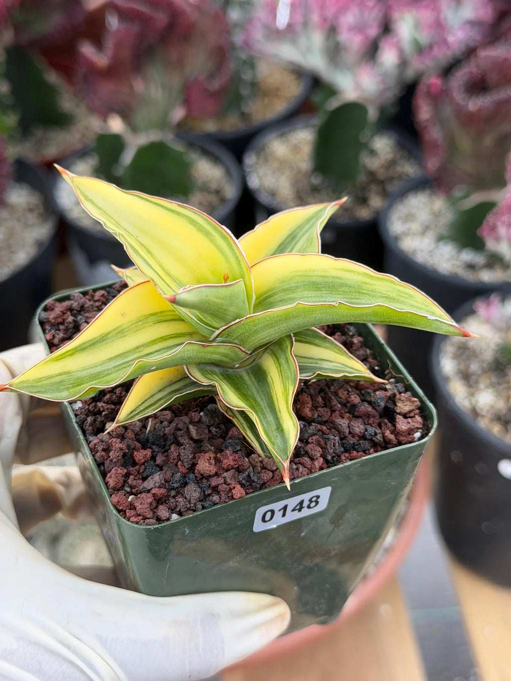 Variegated Sansevieria Lavranos 23251 #148 | Rare Snake Plant | Live Houseplant