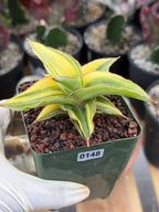 Variegated Sansevieria Lavranos 23251 #148 | Rare Snake Plant | Live Houseplant