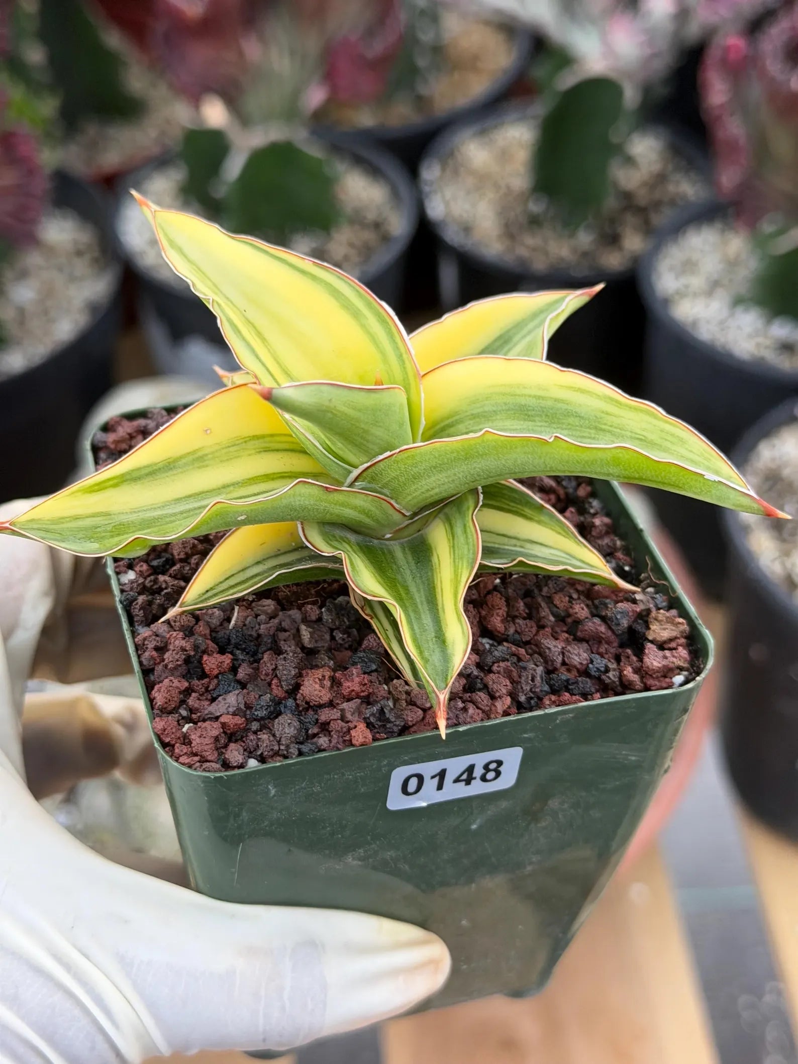 Variegated Sansevieria Lavranos 23251 #148 | Rare Snake Plant | Live Houseplant
