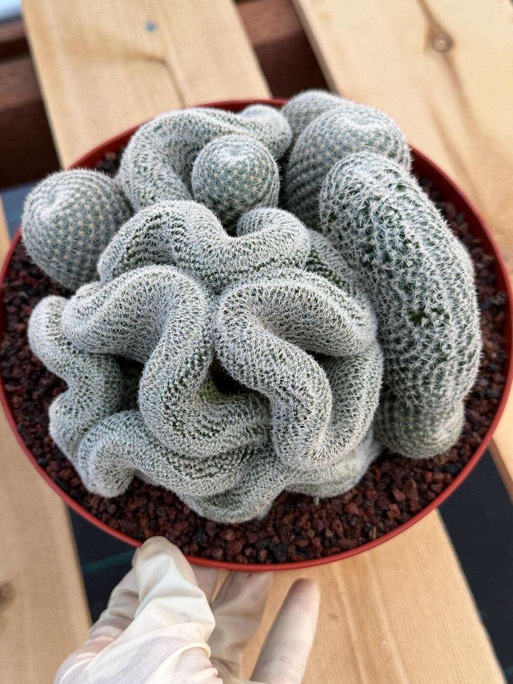 Crested Mammillaria Perbella | Rare Live Cactus | 8" Pot | #212