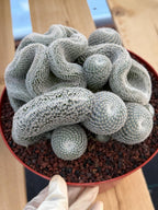 Crested Mammillaria Perbella | Rare Live Cactus | 8" Pot | #212