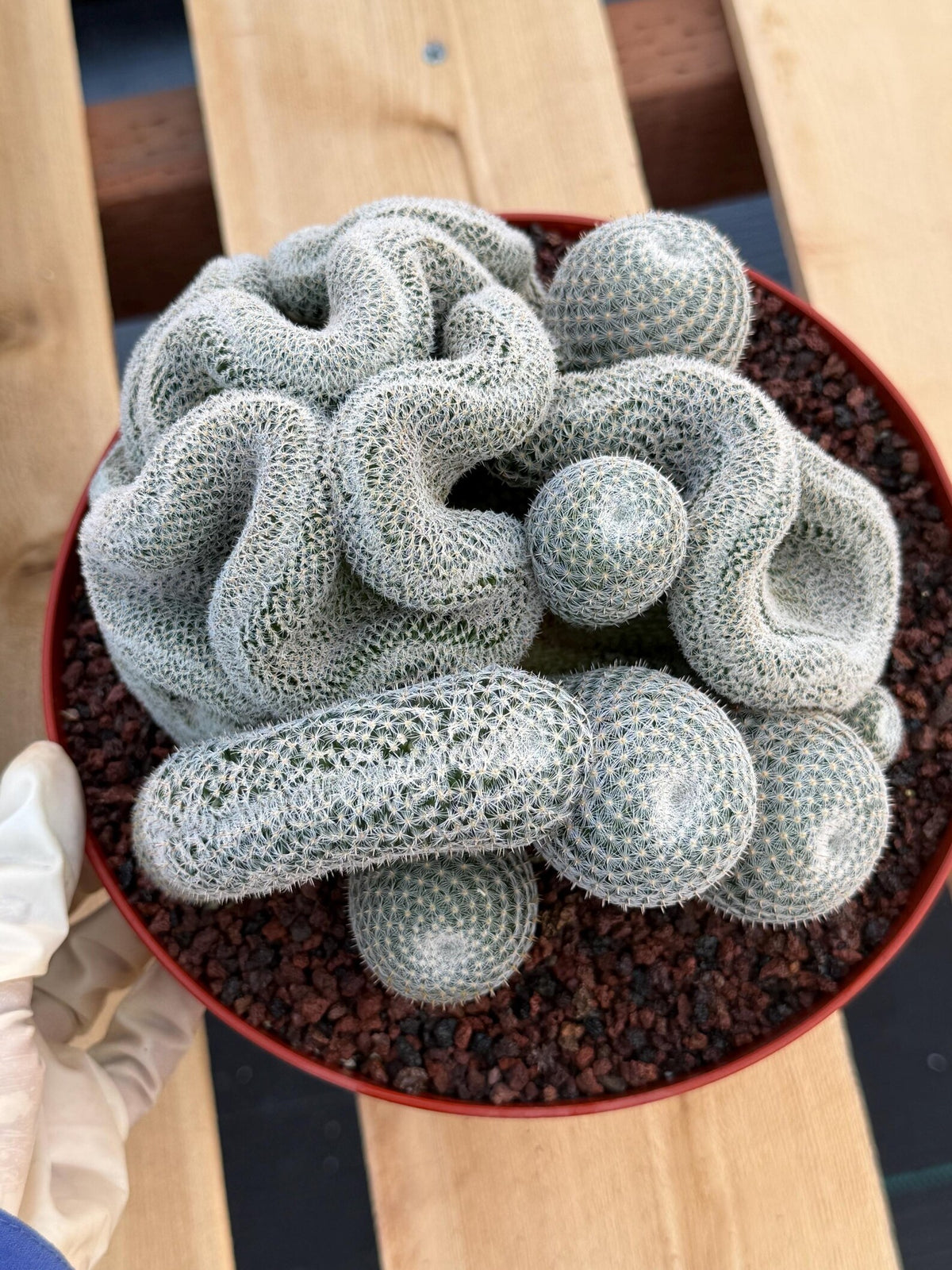 Crested Mammillaria Perbella | Rare Live Cactus | 8" Pot | #212