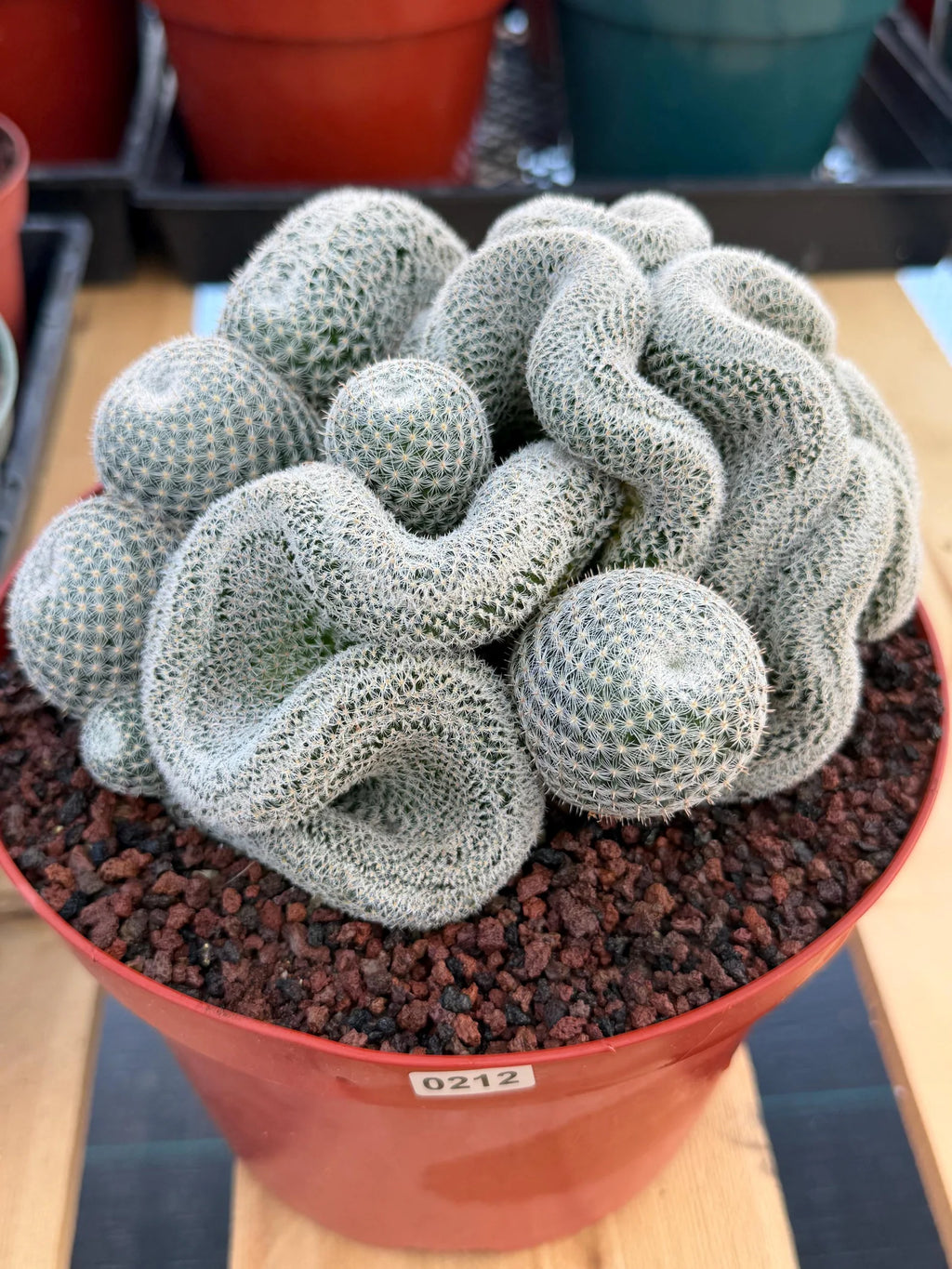 Crested Mammillaria Perbella | Rare Live Cactus | 8" Pot | #212