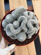 Crested Mammillaria Perbella | Rare Live Cactus | 8" Pot | #212
