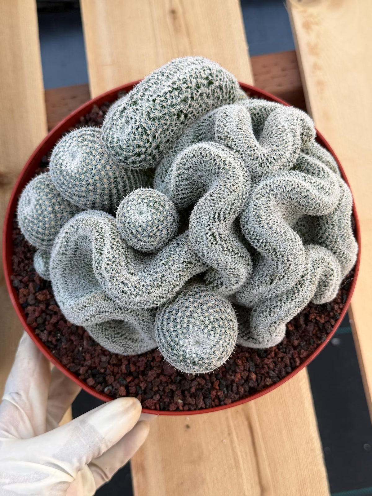 Crested Mammillaria Perbella | Rare Live Cactus | 8" Pot | #212