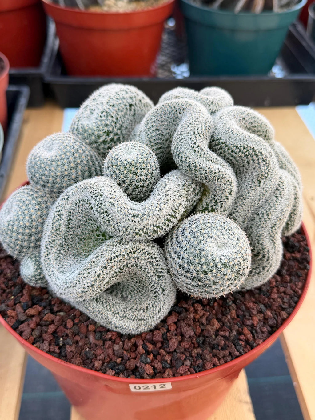 Crested Mammillaria Perbella | Rare Live Cactus | 8" Pot | #212