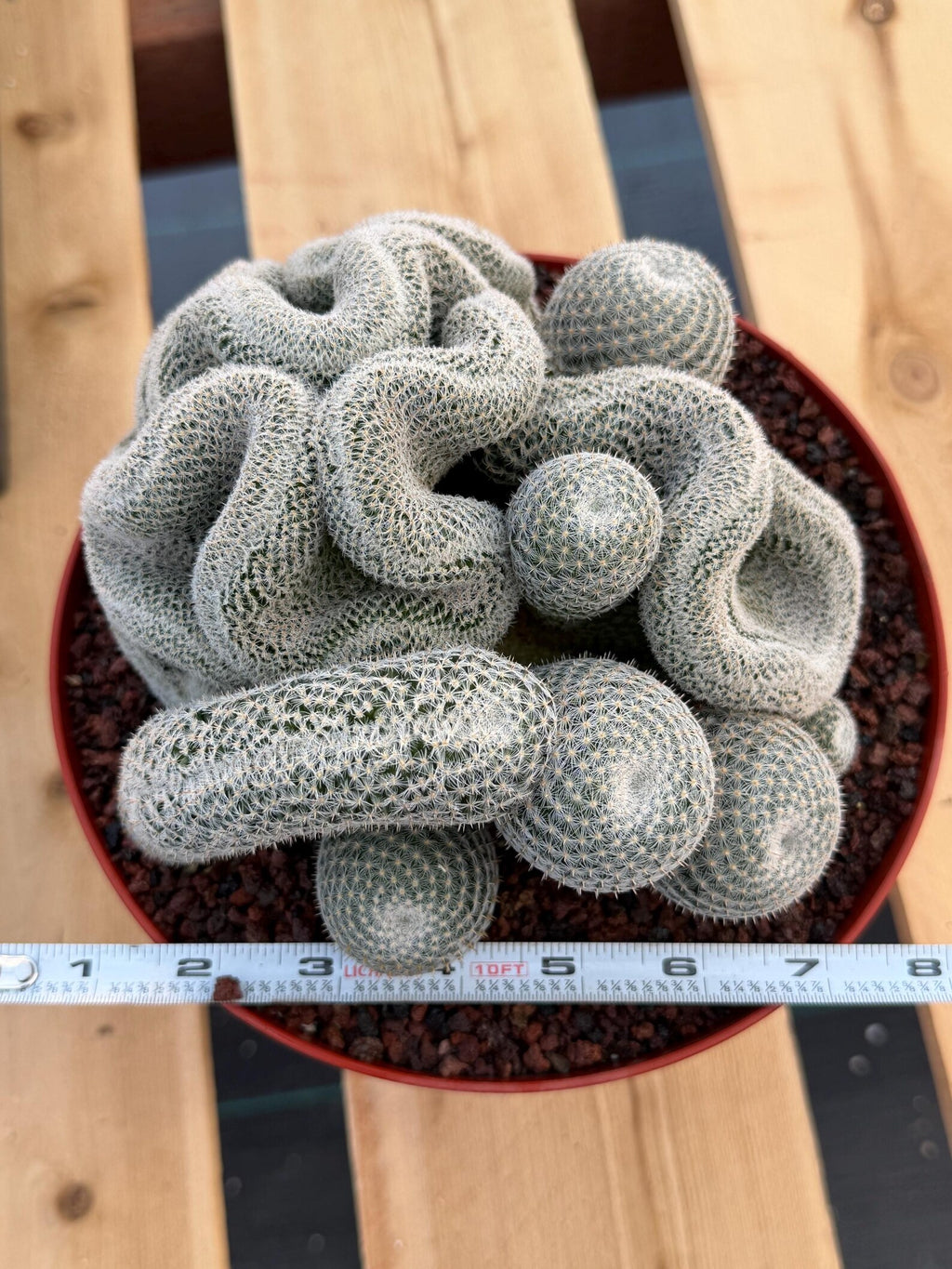 Crested Mammillaria Perbella | Rare Live Cactus | 8" Pot | #212