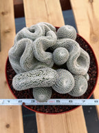 Crested Mammillaria Perbella | Rare Live Cactus | 8" Pot | #212