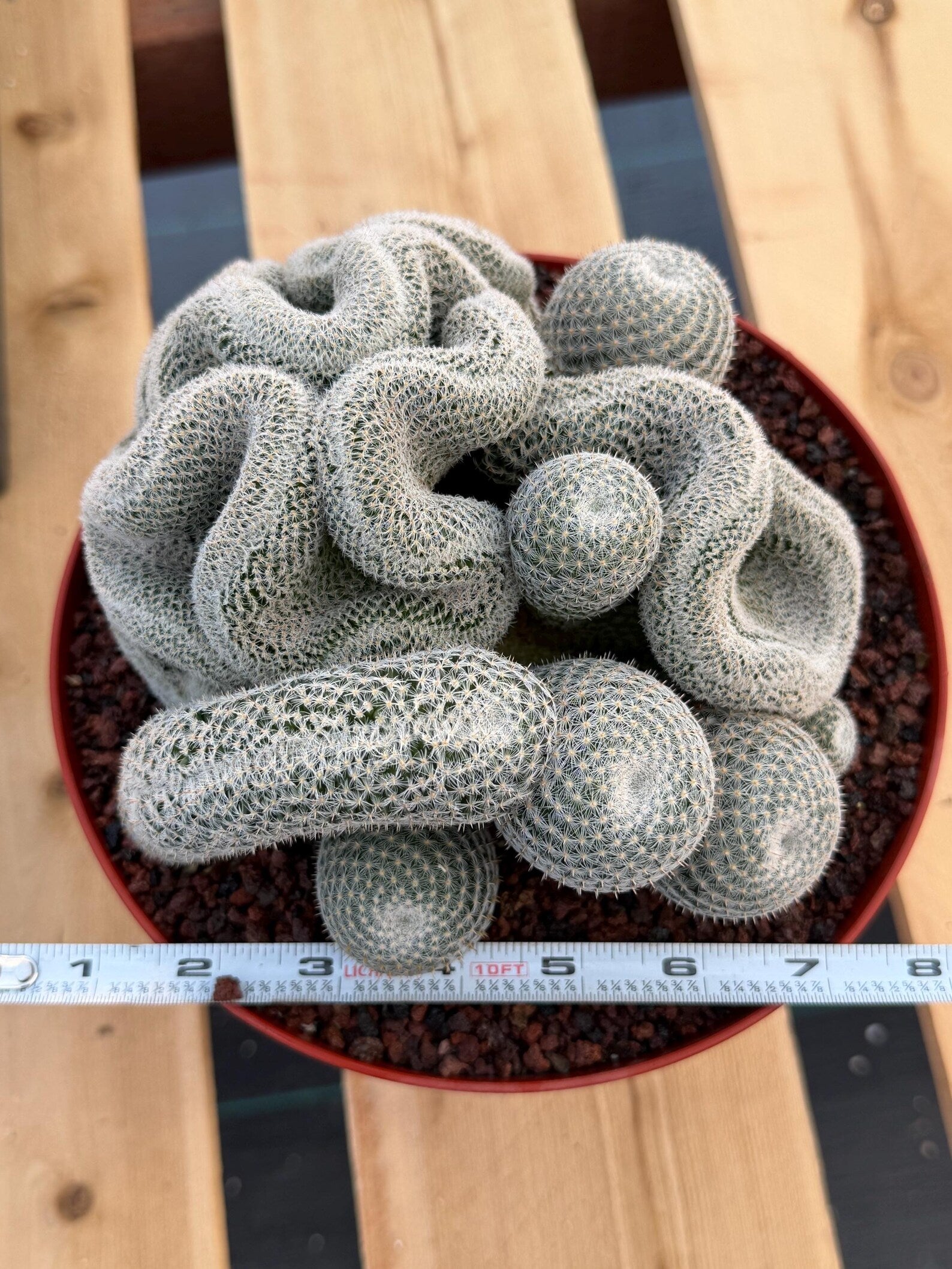 Crested Mammillaria Perbella | Rare Live Cactus | 8" Pot | #212