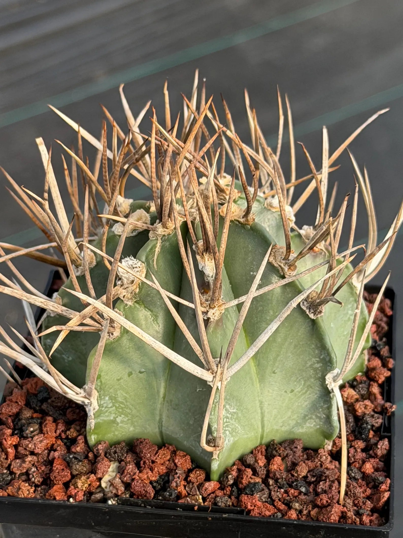 Astrophytum Capricorne Buffalo Thick Spine Rare Cactus – Seed Grown #769