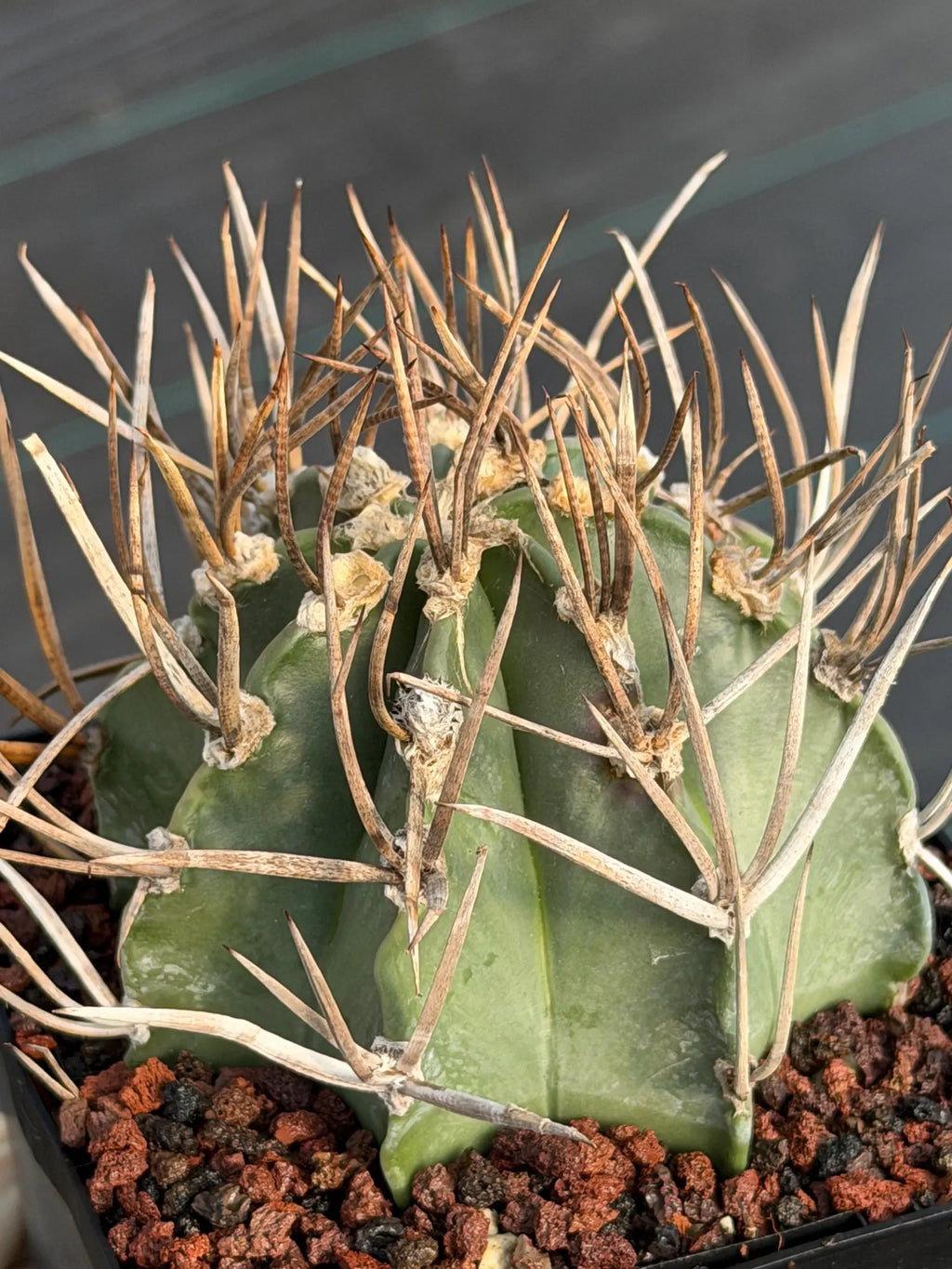 Astrophytum Capricorne Buffalo Thick Spine Rare Cactus – Seed Grown #769