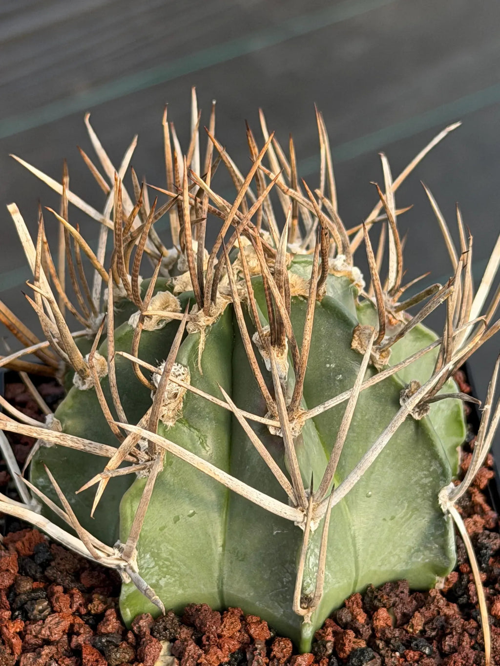 Astrophytum Capricorne Buffalo Thick Spine Rare Cactus – Seed Grown #769
