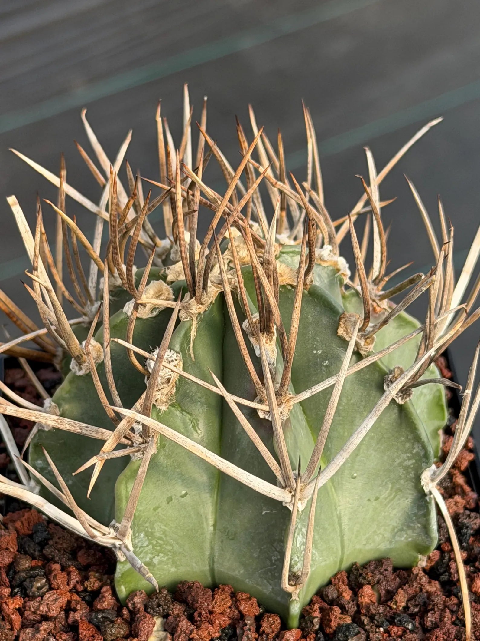 Astrophytum Capricorne Buffalo Thick Spine Rare Cactus – Seed Grown #769