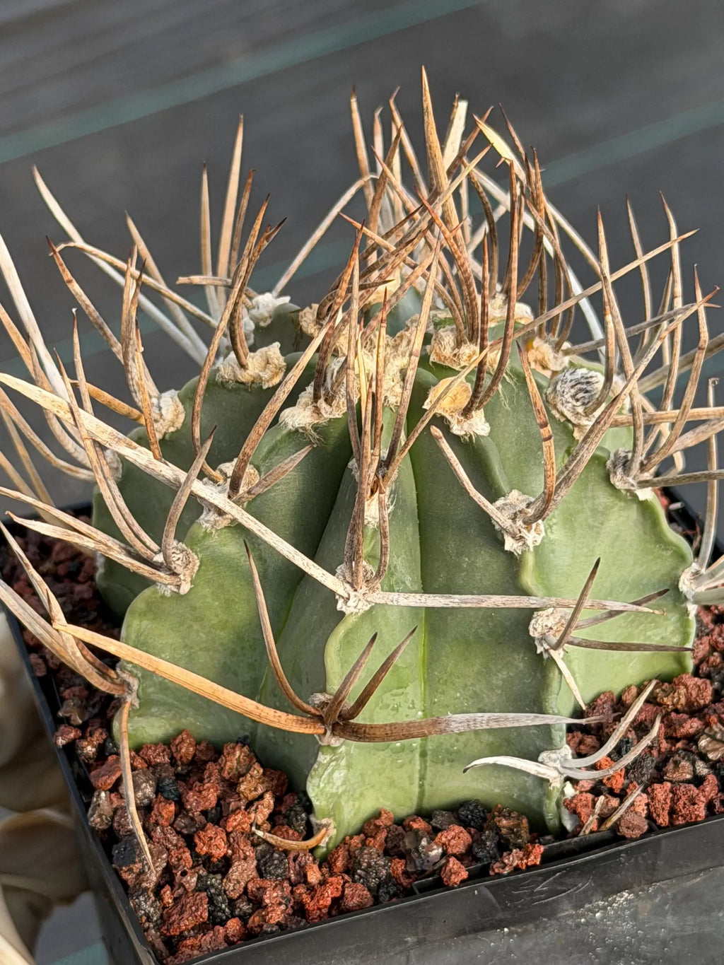 Astrophytum Capricorne Buffalo Thick Spine Rare Cactus – Seed Grown #769