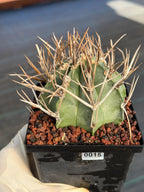 Astrophytum Capricorne Buffalo Thick Spine Rare Cactus – Seed Grown #769