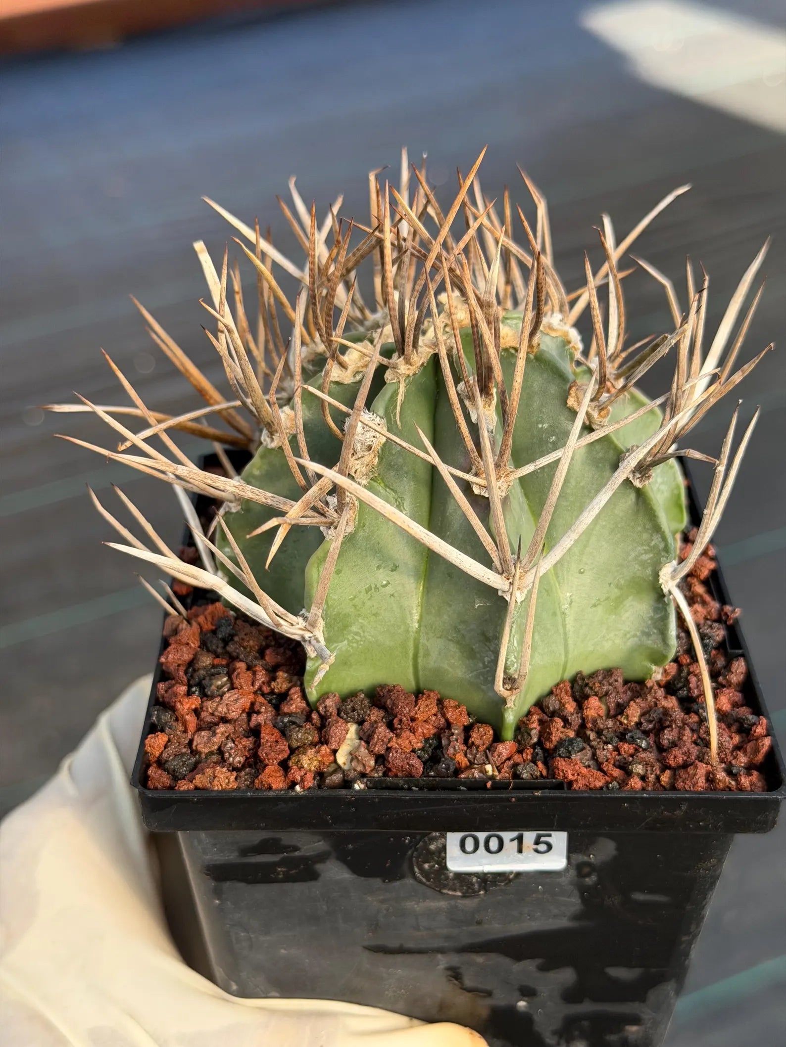 Astrophytum Capricorne Buffalo Thick Spine Rare Cactus – Seed Grown #769
