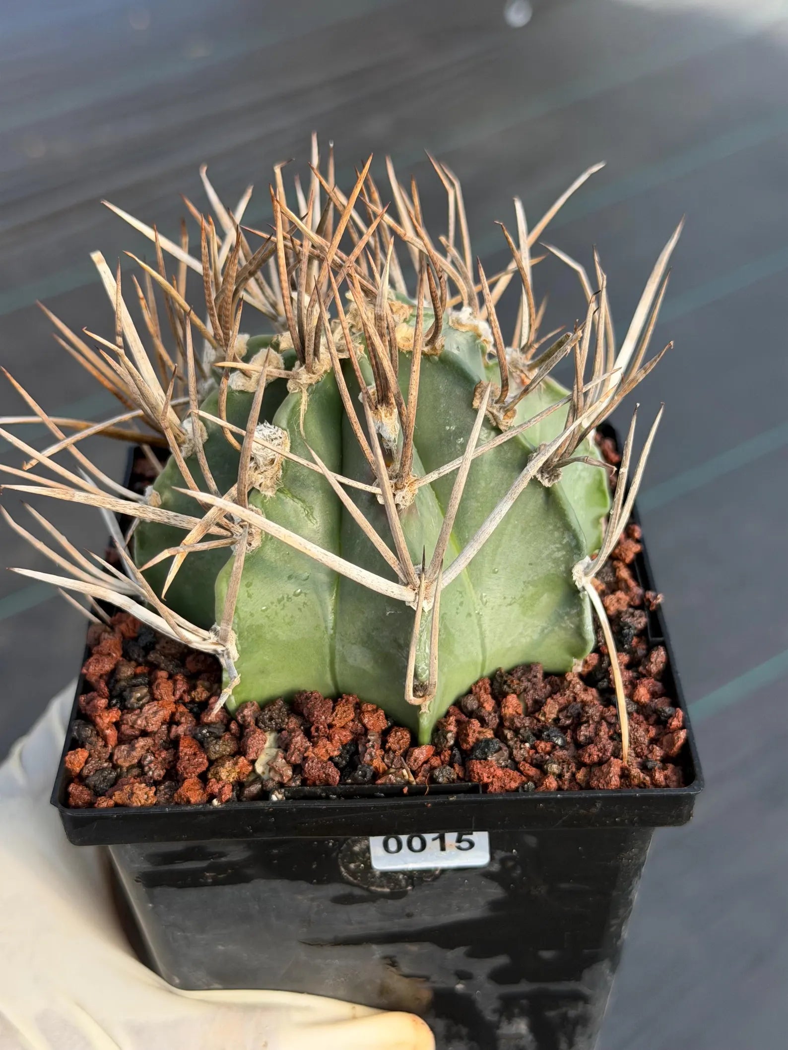 Astrophytum Capricorne Buffalo Thick Spine Rare Cactus – Seed Grown #769