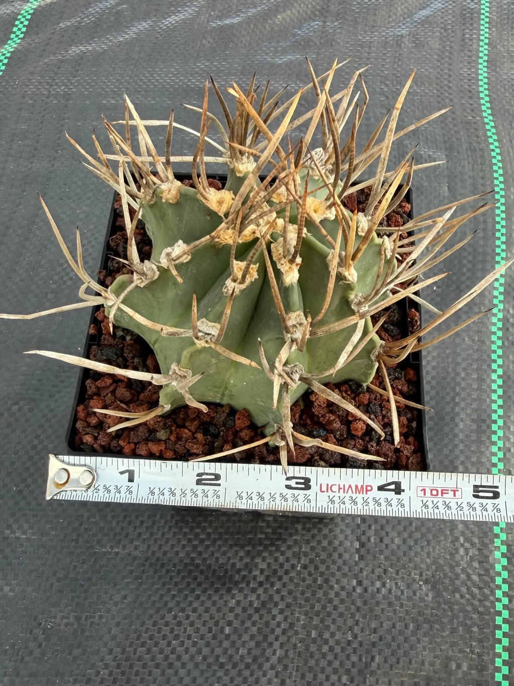 Astrophytum Capricorne Buffalo Thick Spine Rare Cactus – Seed Grown #769