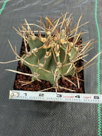 Astrophytum Capricorne Buffalo Thick Spine Rare Cactus – Seed Grown #769