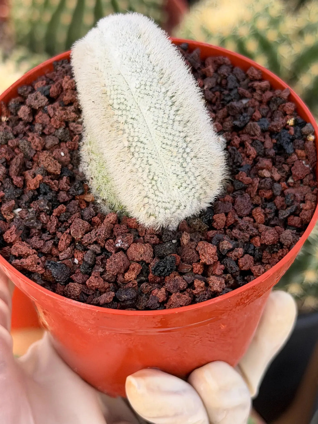 White Crested Notocactus Rare Cactus #203