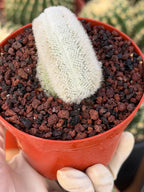 White Crested Notocactus Rare Cactus #203