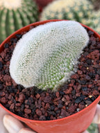 White Crested Notocactus Rare Cactus #203