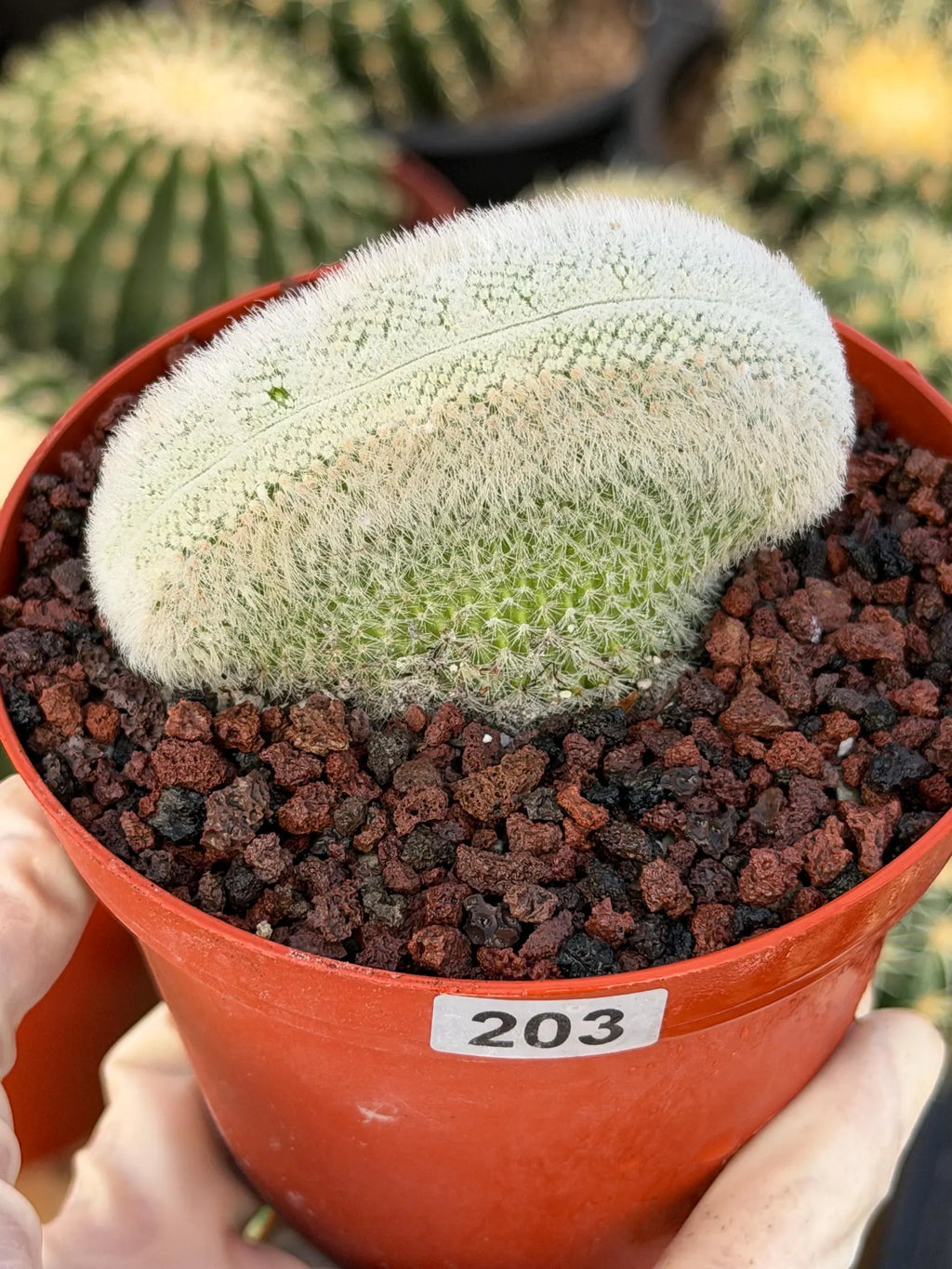 White Crested Notocactus Rare Cactus #203