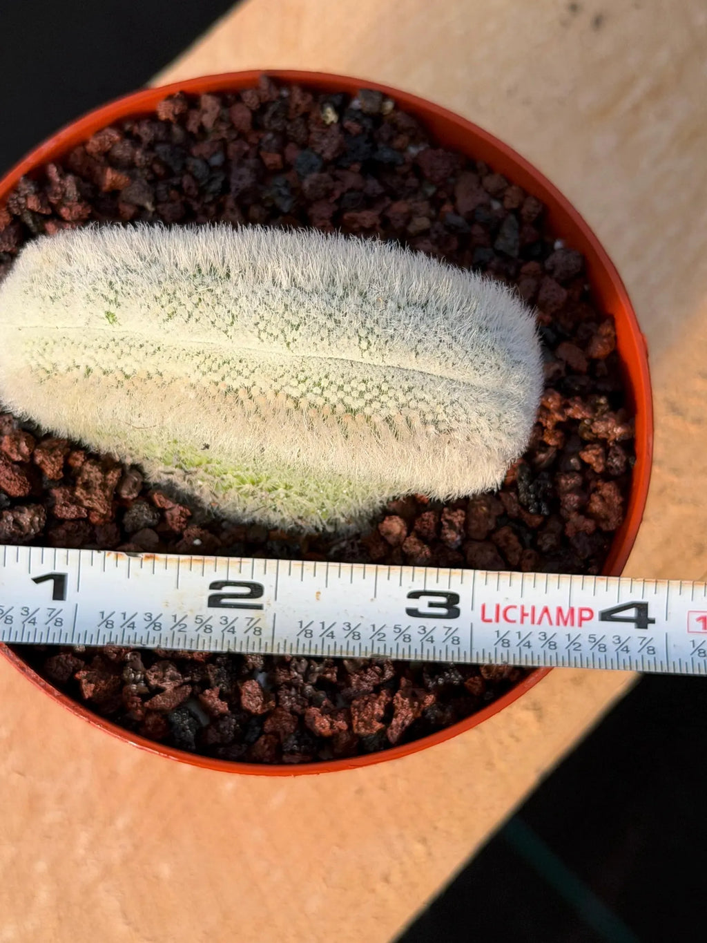White Crested Notocactus Rare Cactus #203