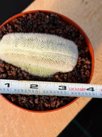 White Crested Notocactus Rare Cactus #203