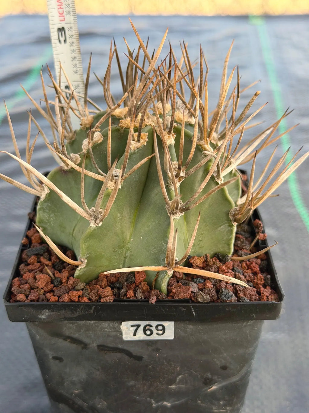 Astrophytum Capricorne Buffalo Thick Spine Rare Cactus – Seed Grown #769