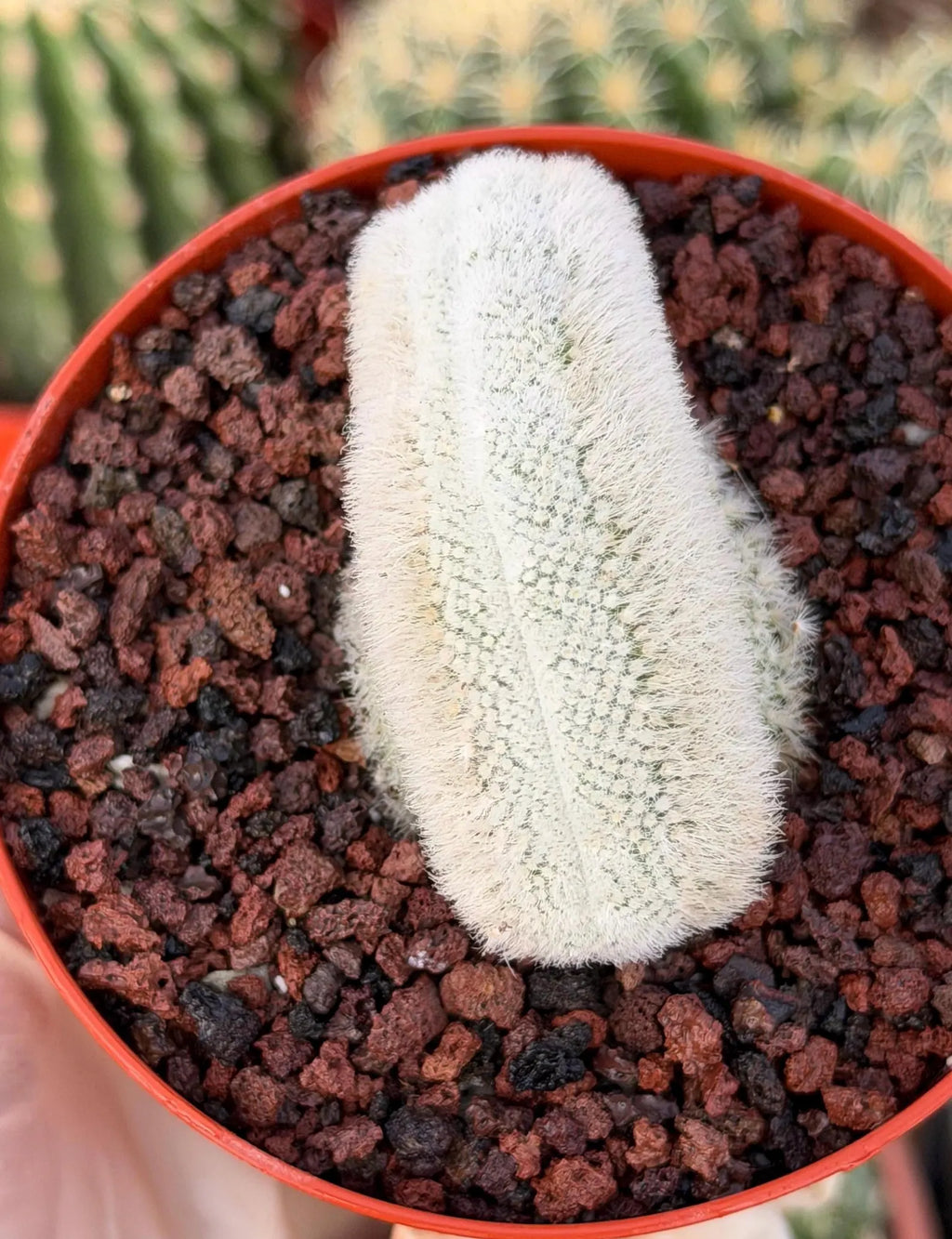 White Crested Notocactus Rare Cactus #203