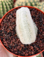 White Crested Notocactus Rare Cactus #203