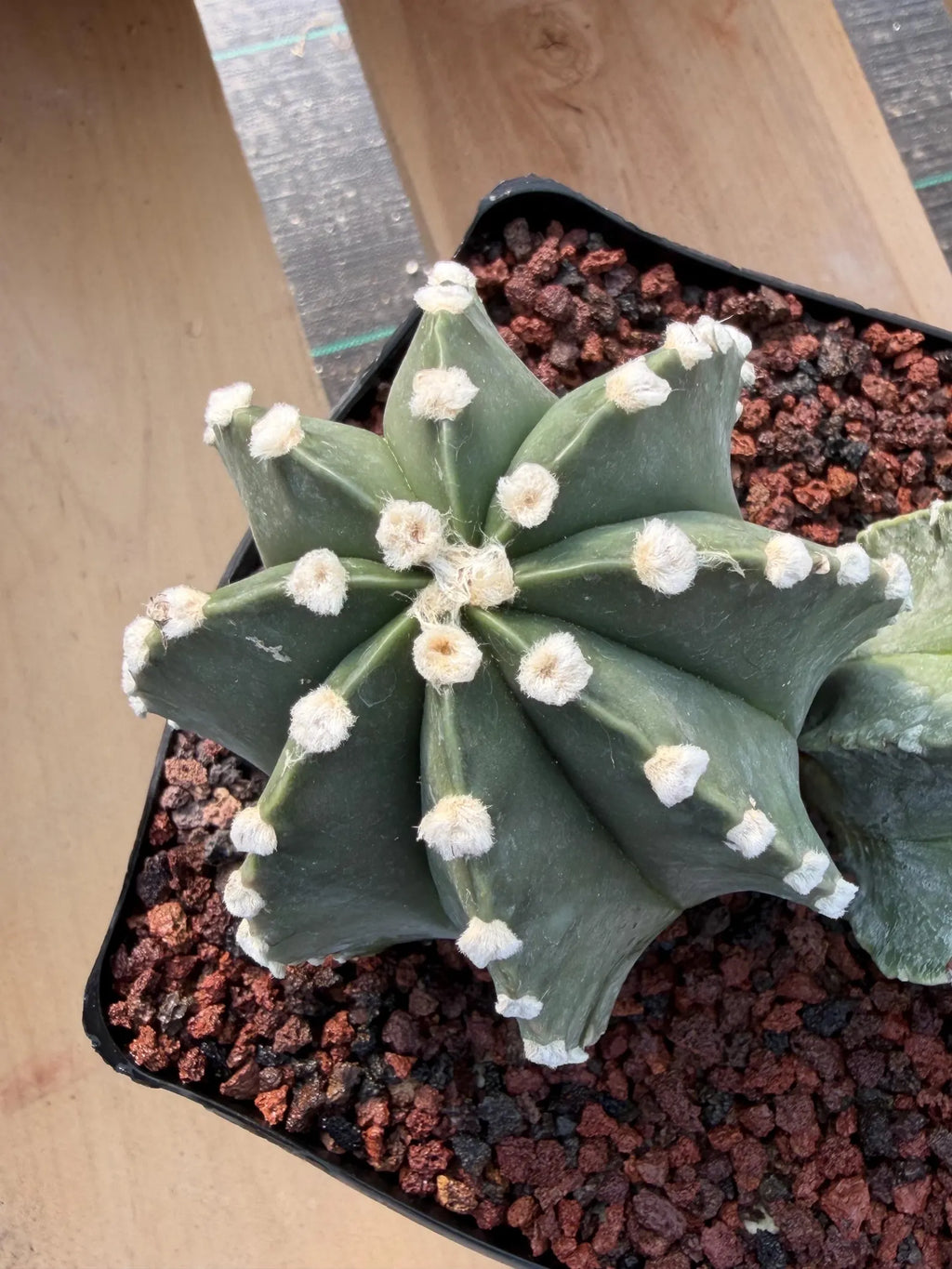 Astrophytum Capricorn Spineless Double Head #15