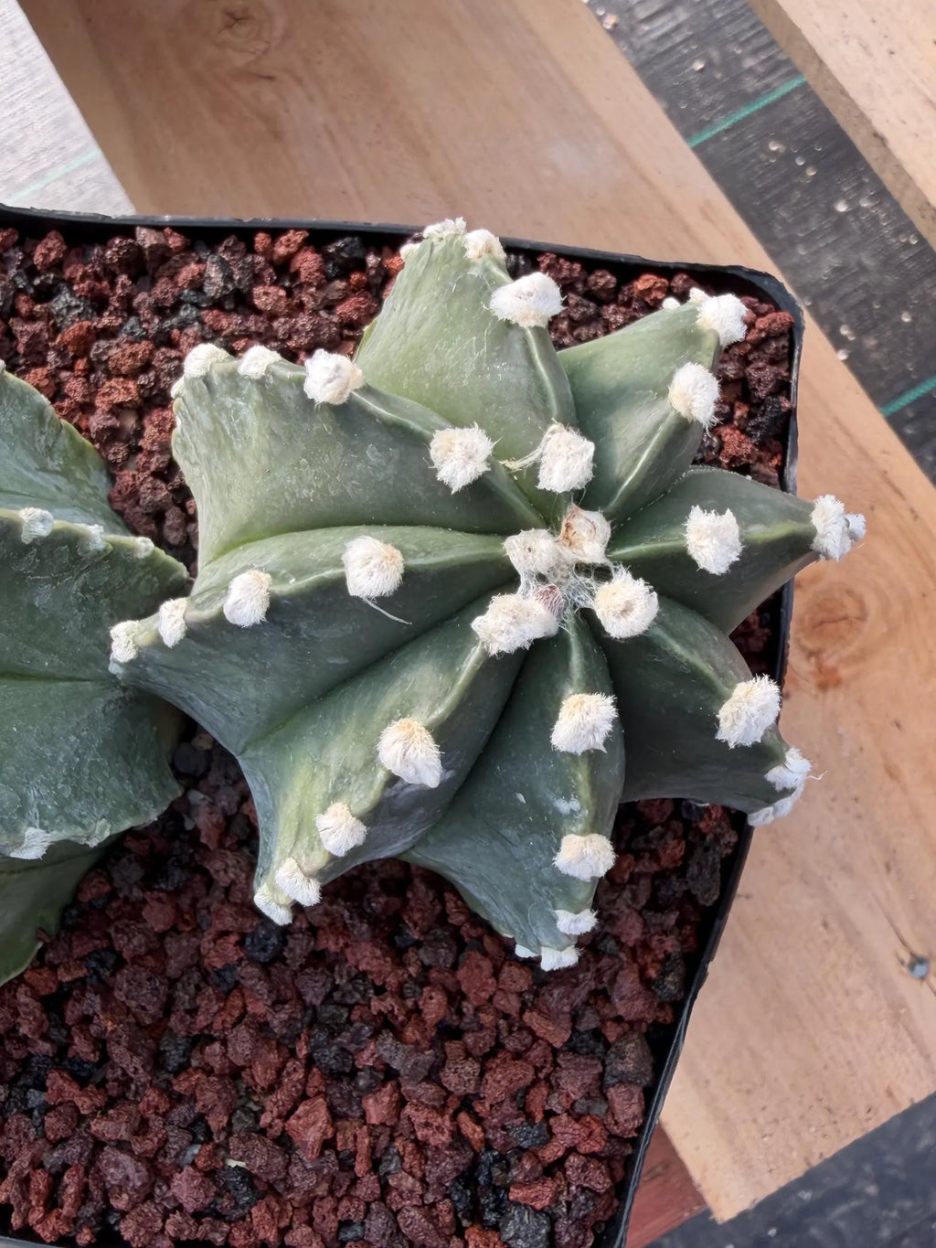 Astrophytum Capricorn Spineless Double Head #15