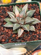 Variegated Haworthia Splendens | Rare Live Collector Succulent #147