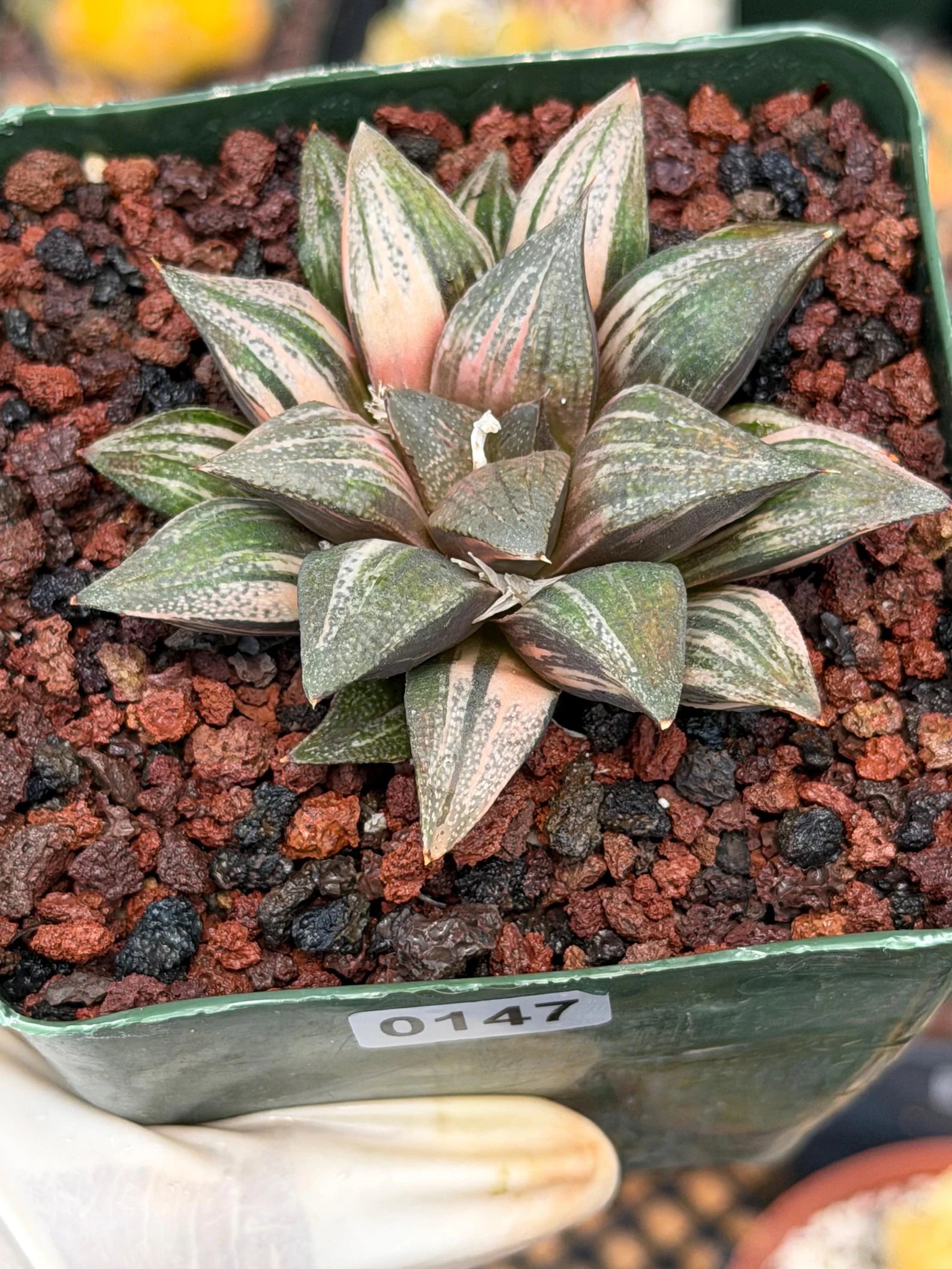 Variegated Haworthia Splendens | Rare Live Collector Succulent #147