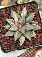 Variegated Haworthia Splendens | Rare Live Collector Succulent #147