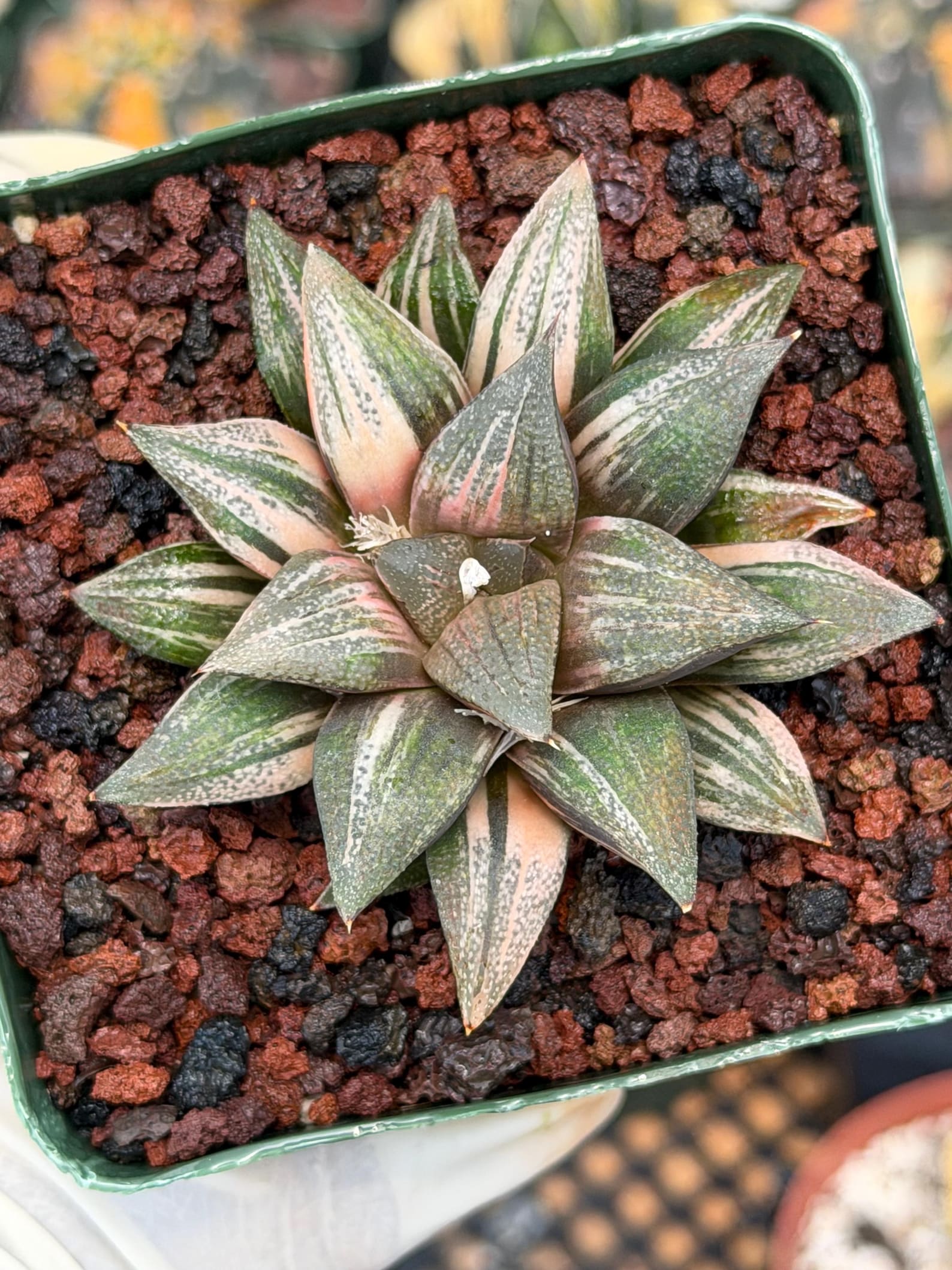 Variegated Haworthia Splendens | Rare Live Collector Succulent #147