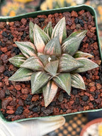 Variegated Haworthia Splendens | Rare Live Collector Succulent #147