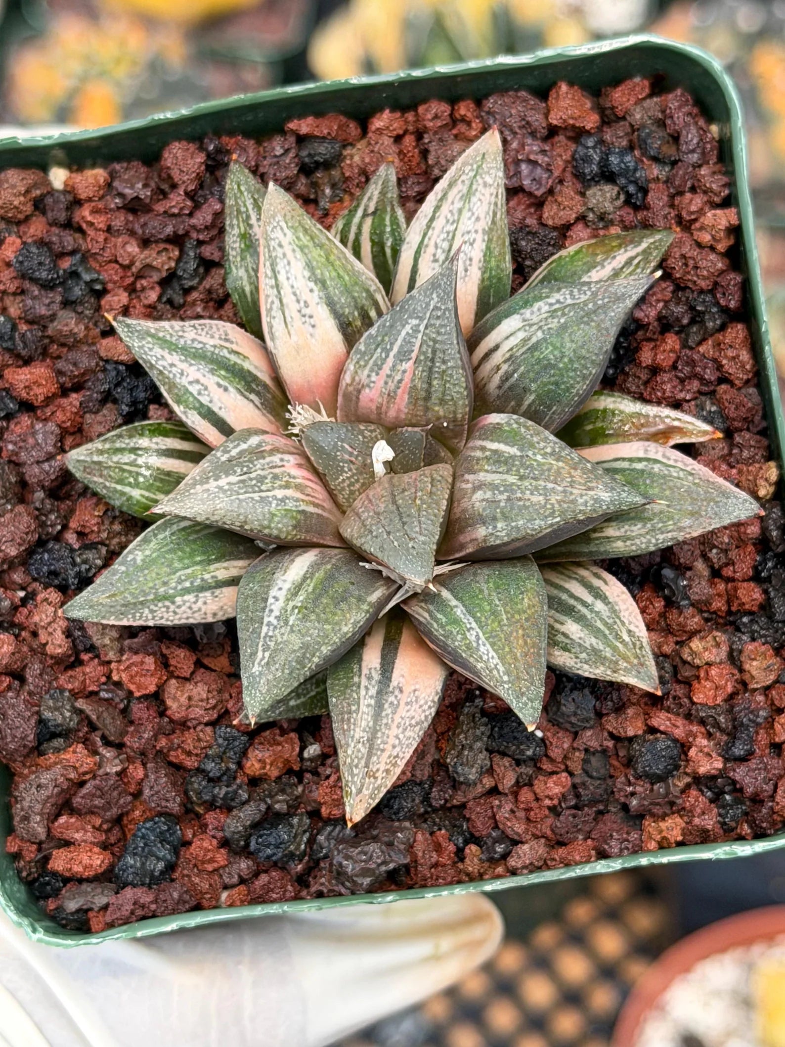Variegated Haworthia Splendens | Rare Live Collector Succulent #147