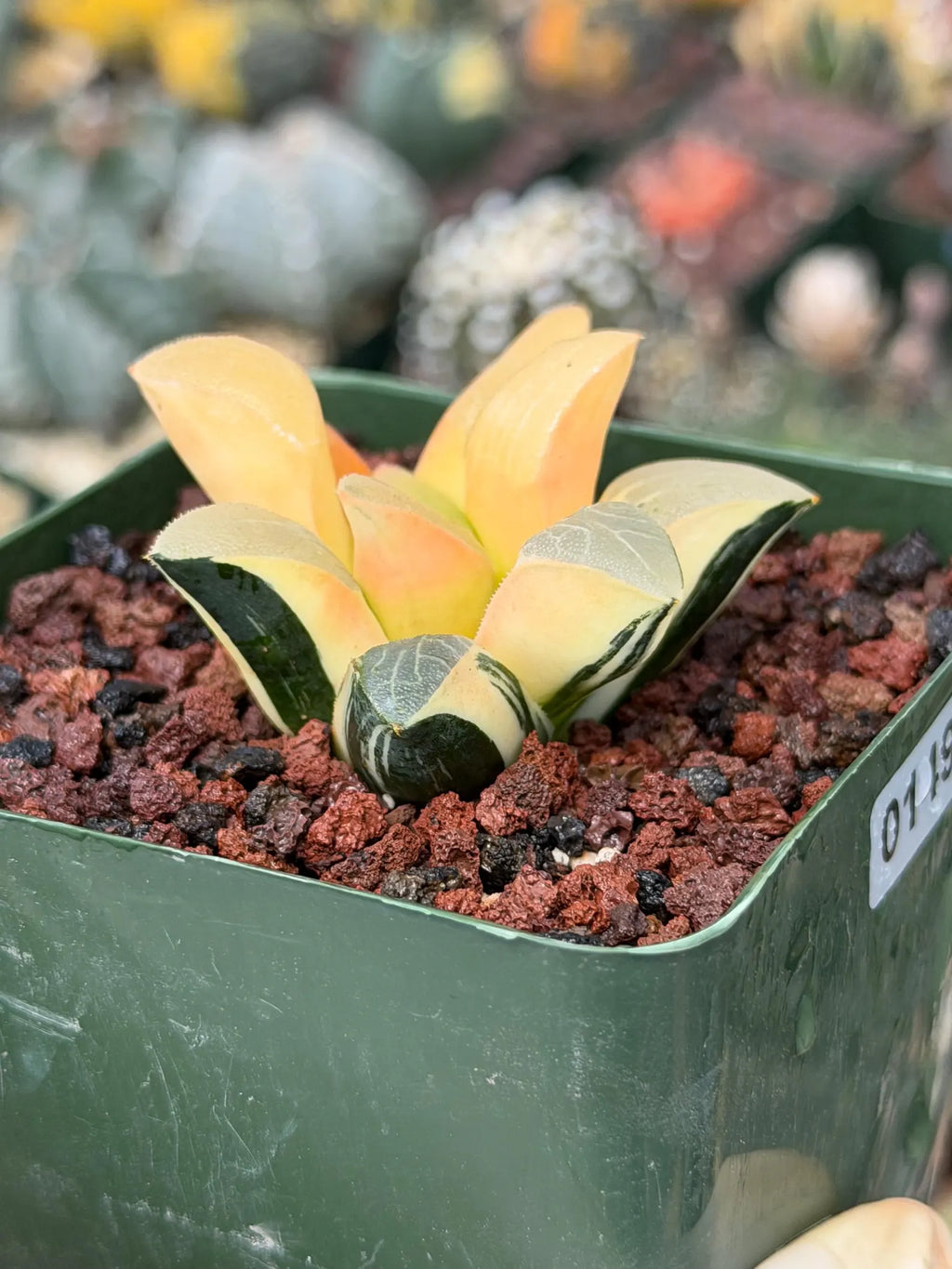 Variegated Haworthia Correcta | Rare Succulent | Live Plant with Yellow‑Orange Variegation