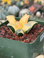 Variegated Haworthia Correcta | Rare Succulent | Live Plant with Yellow‑Orange Variegation