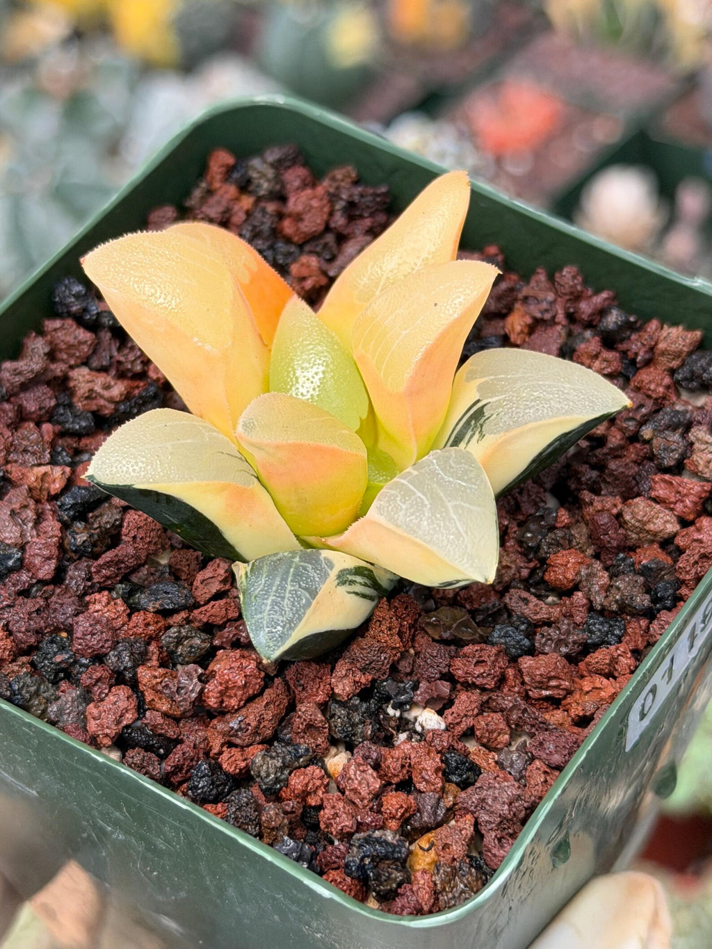 Variegated Haworthia Correcta | Rare Succulent | Live Plant with Yellow‑Orange Variegation