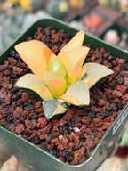 Variegated Haworthia Correcta | Rare Succulent | Live Plant with Yellow‑Orange Variegation