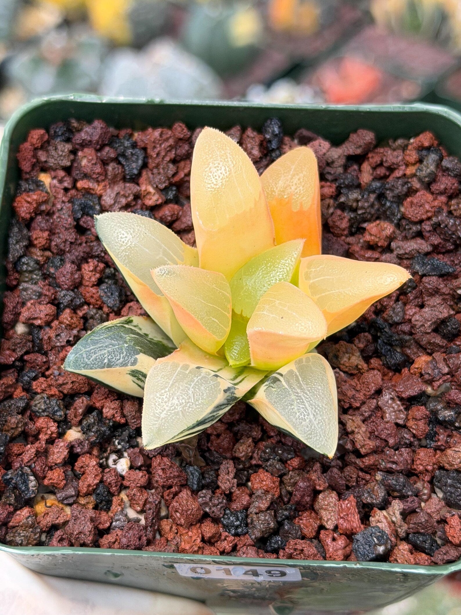 Variegated Haworthia Correcta | Rare Succulent | Live Plant with Yellow‑Orange Variegation