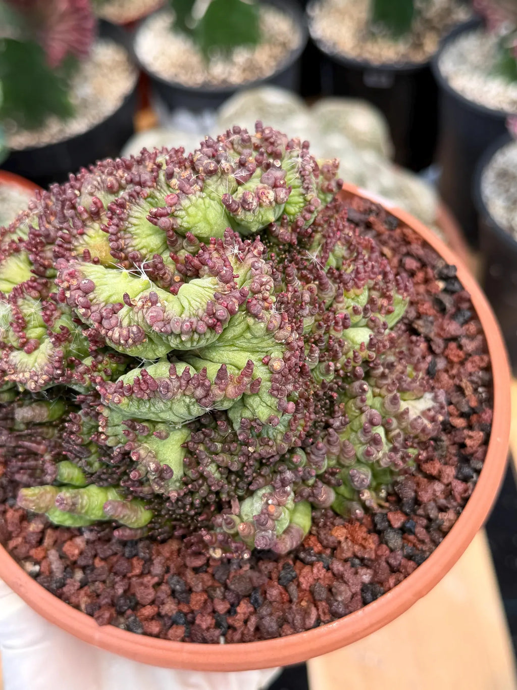 Crested Mammillaria bocasana cv. Fred | Rare Collector Cactus | Unique Live Succulent Plant