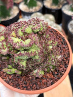 Crested Mammillaria bocasana cv. Fred | Rare Collector Cactus | Unique Live Succulent Plant